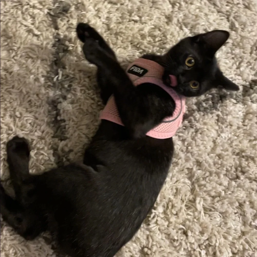 Pet Harnesses and Leashes (2 available)